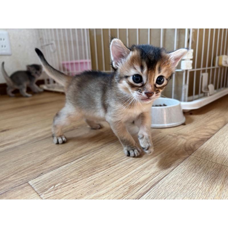 販売中の千葉県のソマリ-124797の5枚目